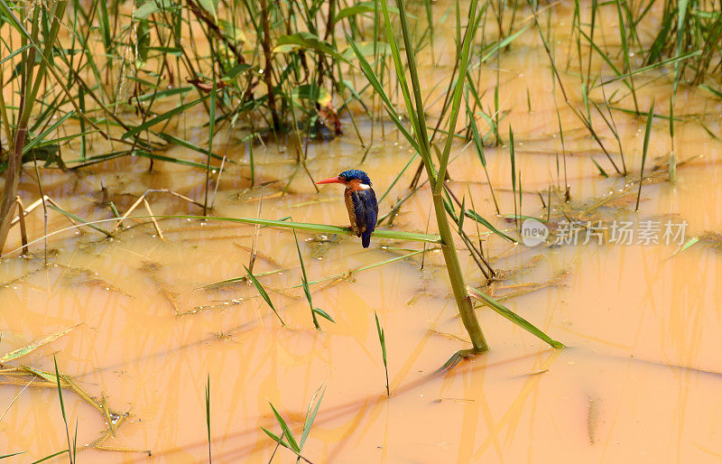 孔雀石翠鸟的卢旺达- Bugesera